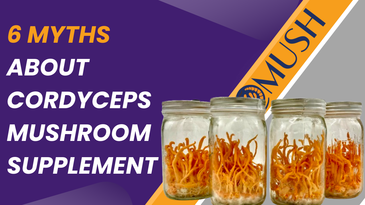 6 Myths About Cordyceps Mushroom Supplement