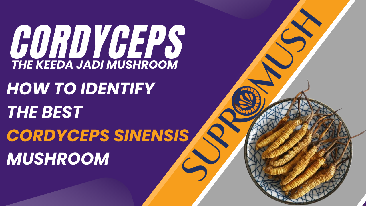 How to Identify the Best Cordyceps Sinensis Mushroom for Quality and Effectiveness