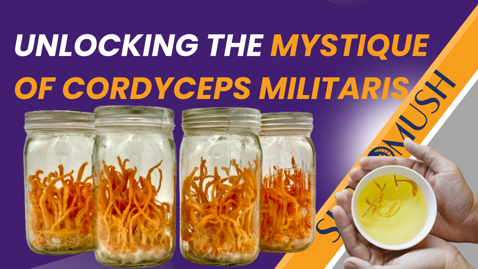 Unlocking the Mystique of Cordyceps Militaris