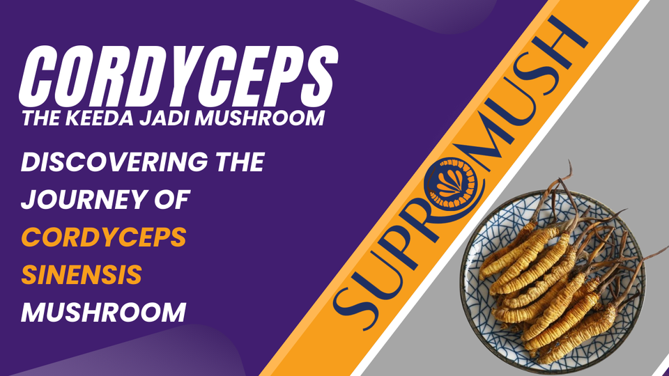 From Harvest to Market: Discovering the Journey of Cordyceps Sinensis Mushroom