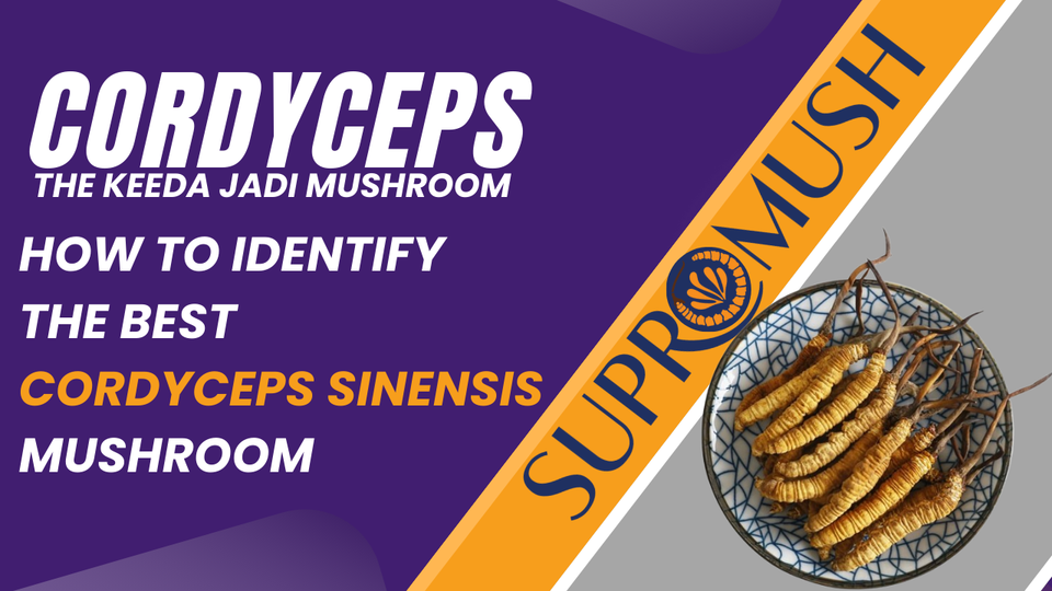 How to Identify the Best Cordyceps Sinensis Mushroom for Quality and Effectiveness