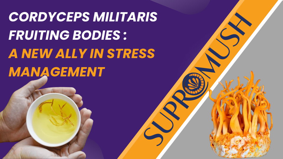 Cordyceps Militaris Fruiting Bodies: A New Ally in Stress Management