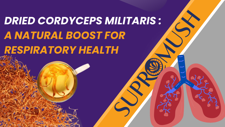 Dried Cordyceps Militaris: A Natural Boost for Respiratory Health
