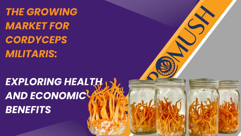 The Growing Market for Cordyceps Militaris: Exploring Health and Economic Benefits